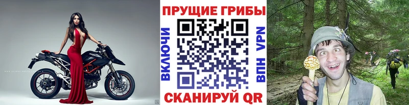 Купить где Губкин Псилоцибиновые грибы GOLDEN TEACHER